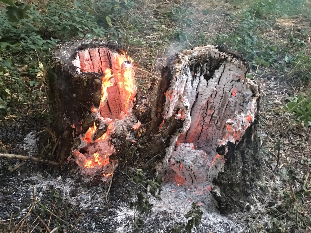 Burning tree stumps&nbsp;out