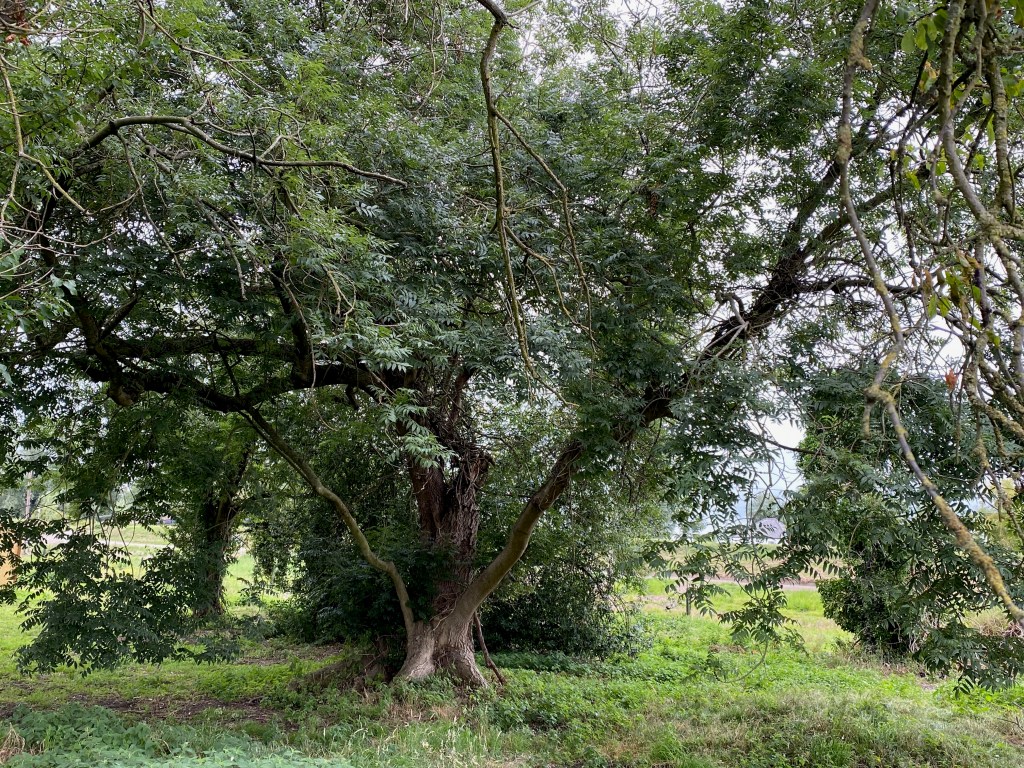 Room for the&nbsp;rabbits