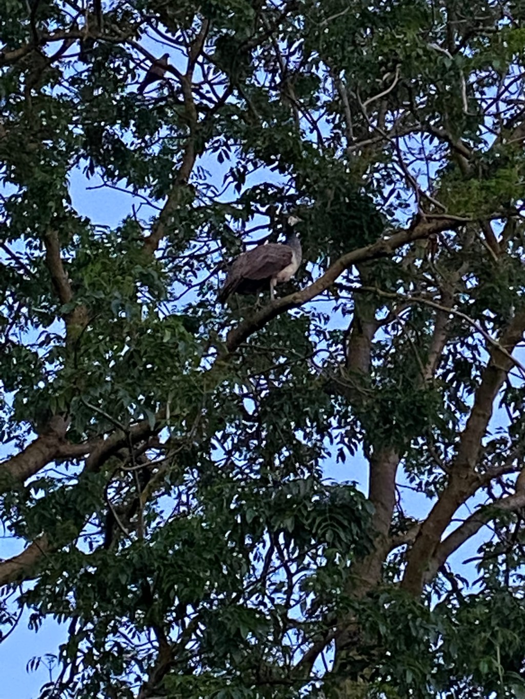 A Peahen in the Mountain&nbsp;Ash