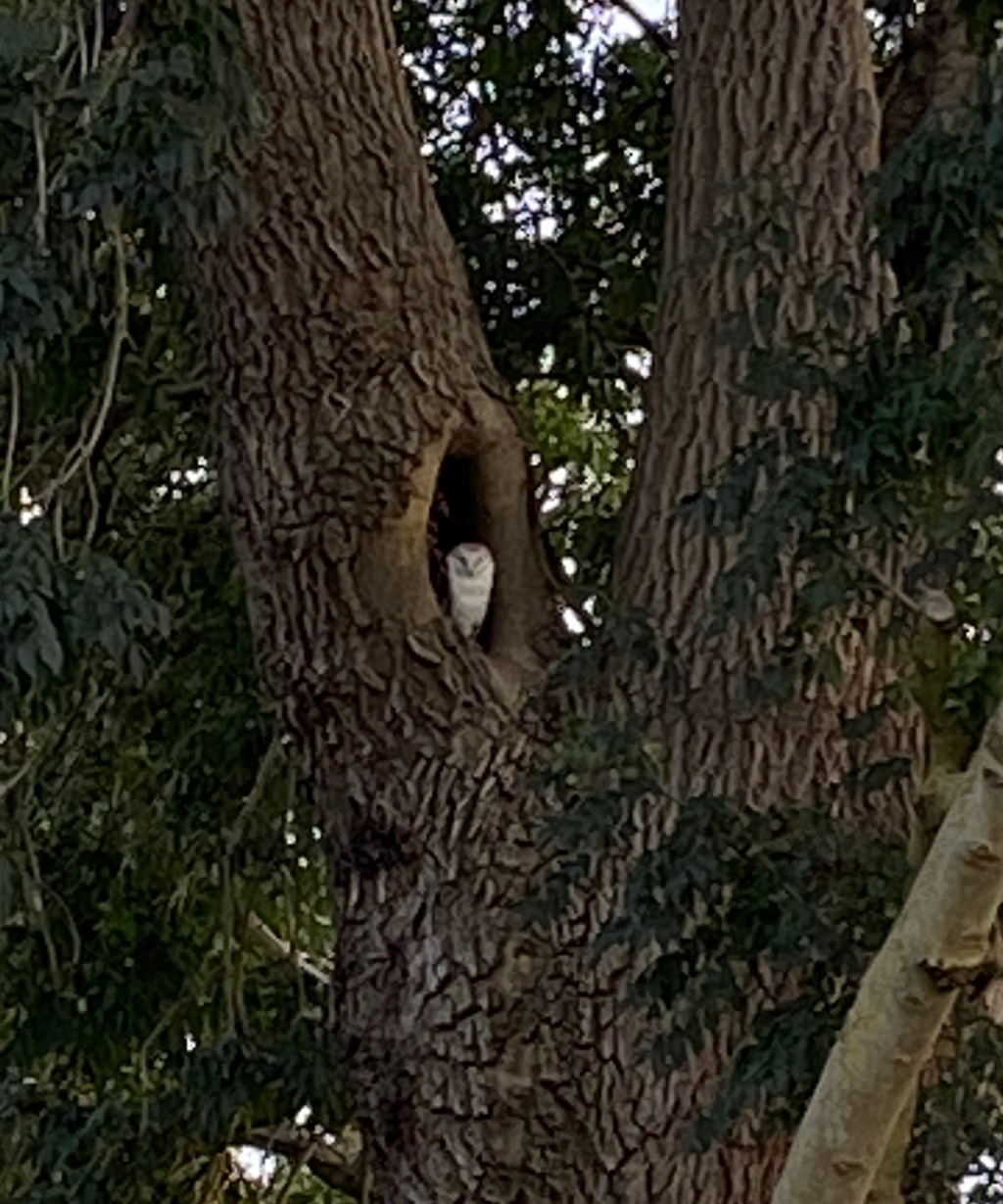 An owl in the Mountain&nbsp;Ash