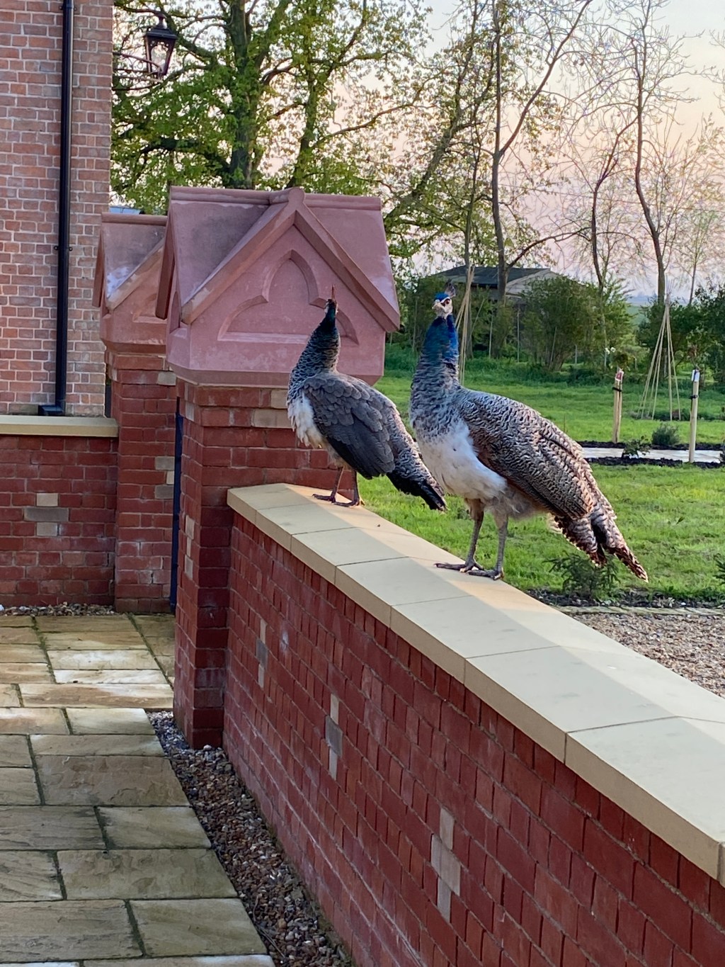 Free range peacocks!