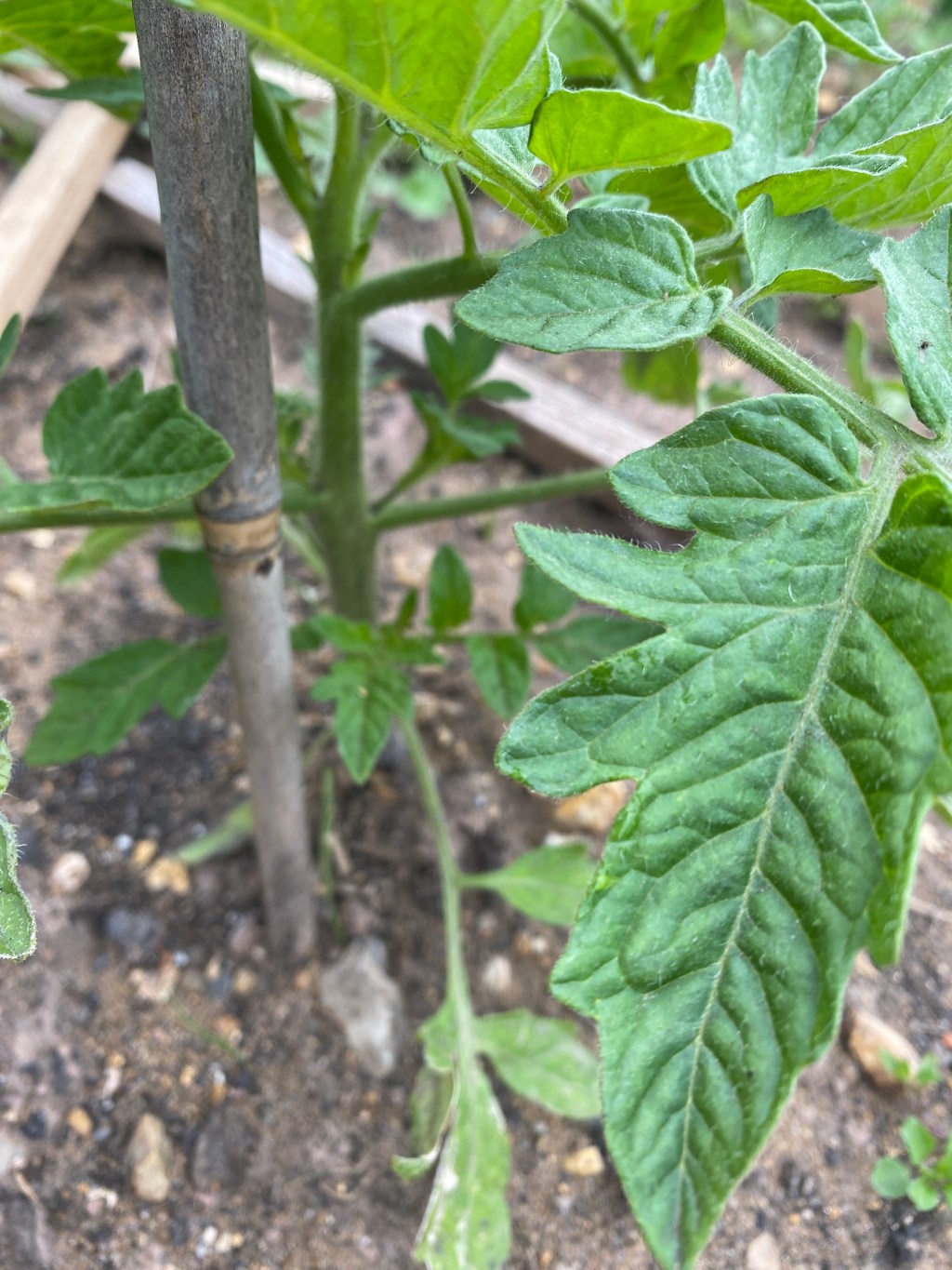 Tomatoes pinching out side&nbsp;shoots