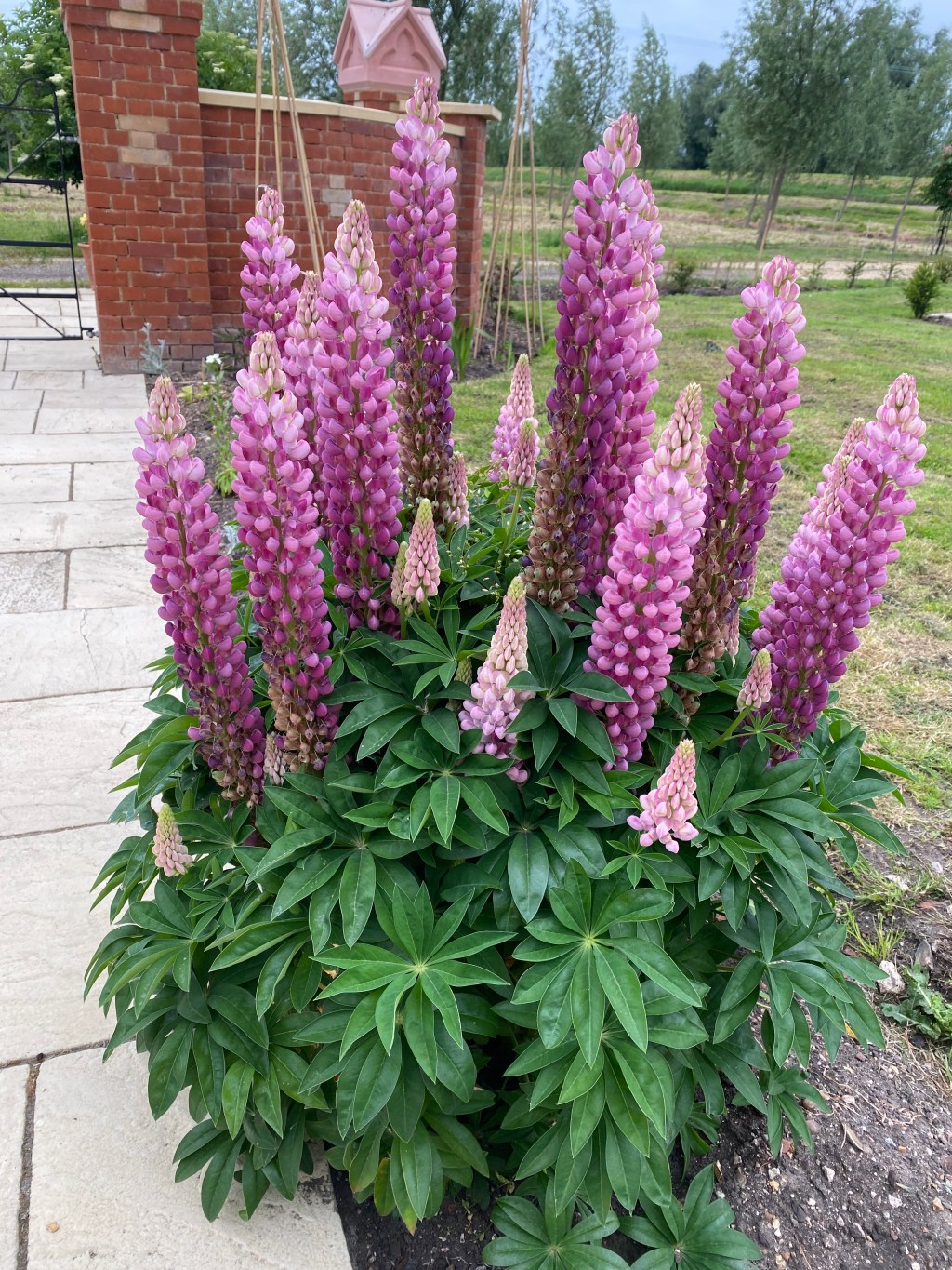 Lupins doing well