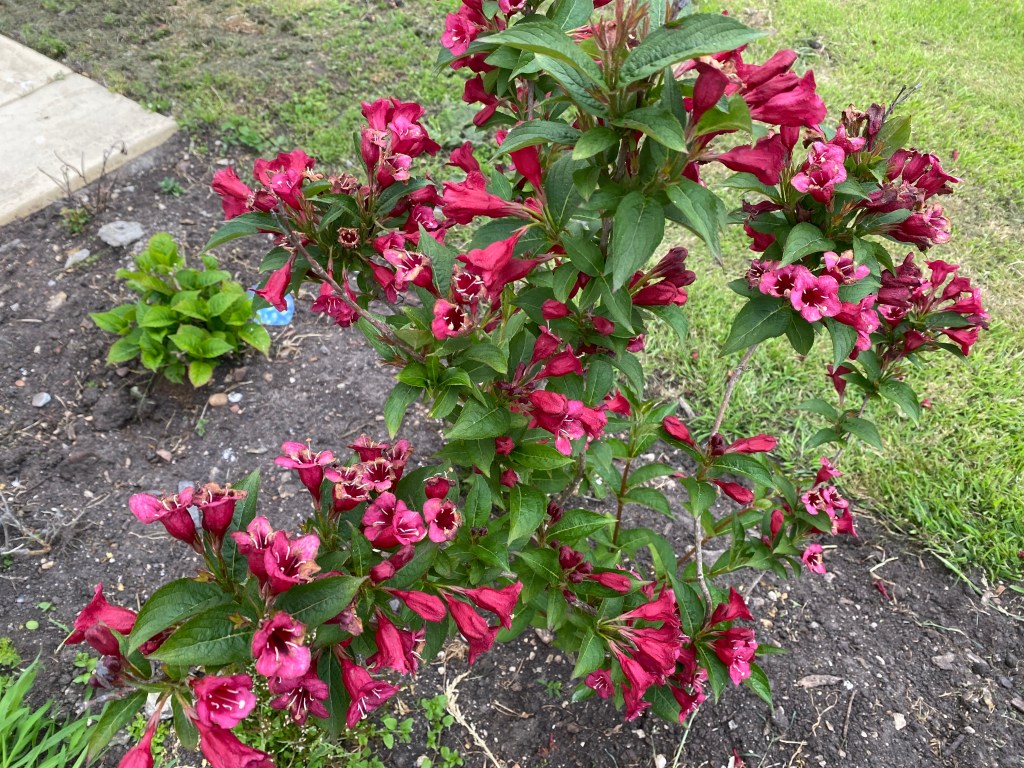 Weigela – Bristol Ruby, in&nbsp;flower