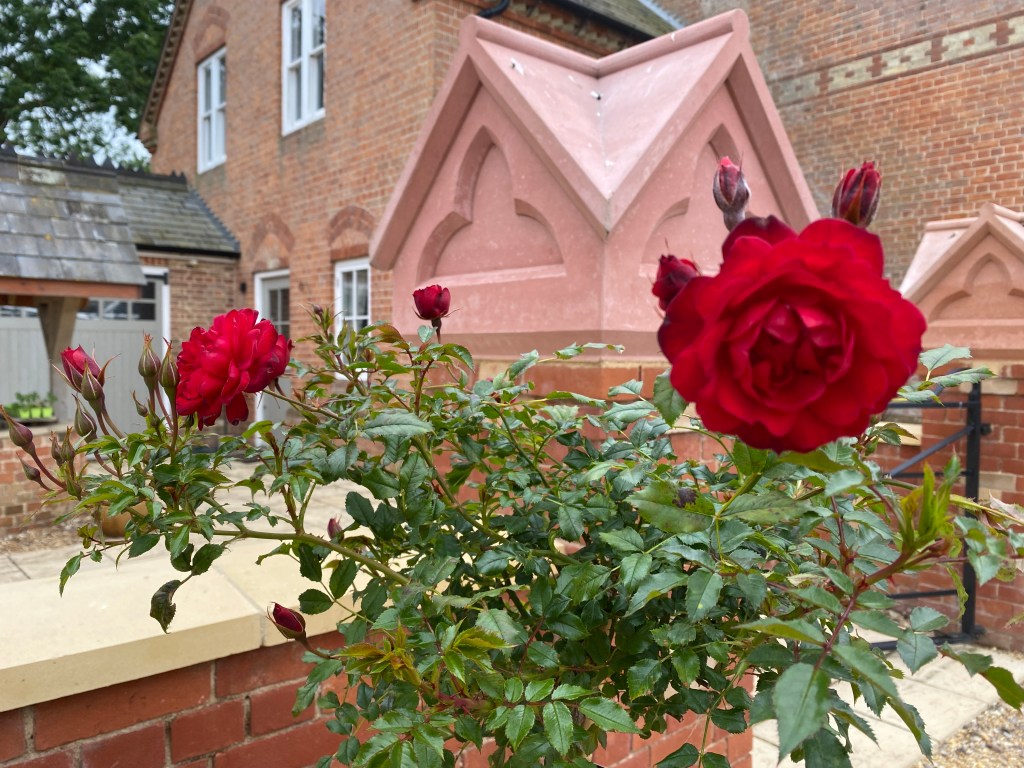Standard roses in the car&nbsp;park