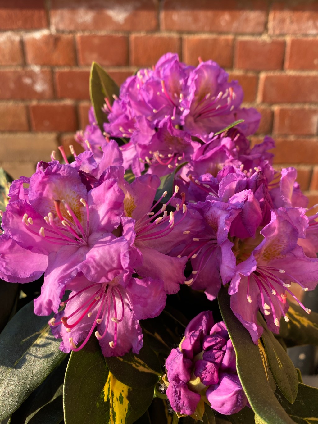 Goldflimmer variegated rhododendron