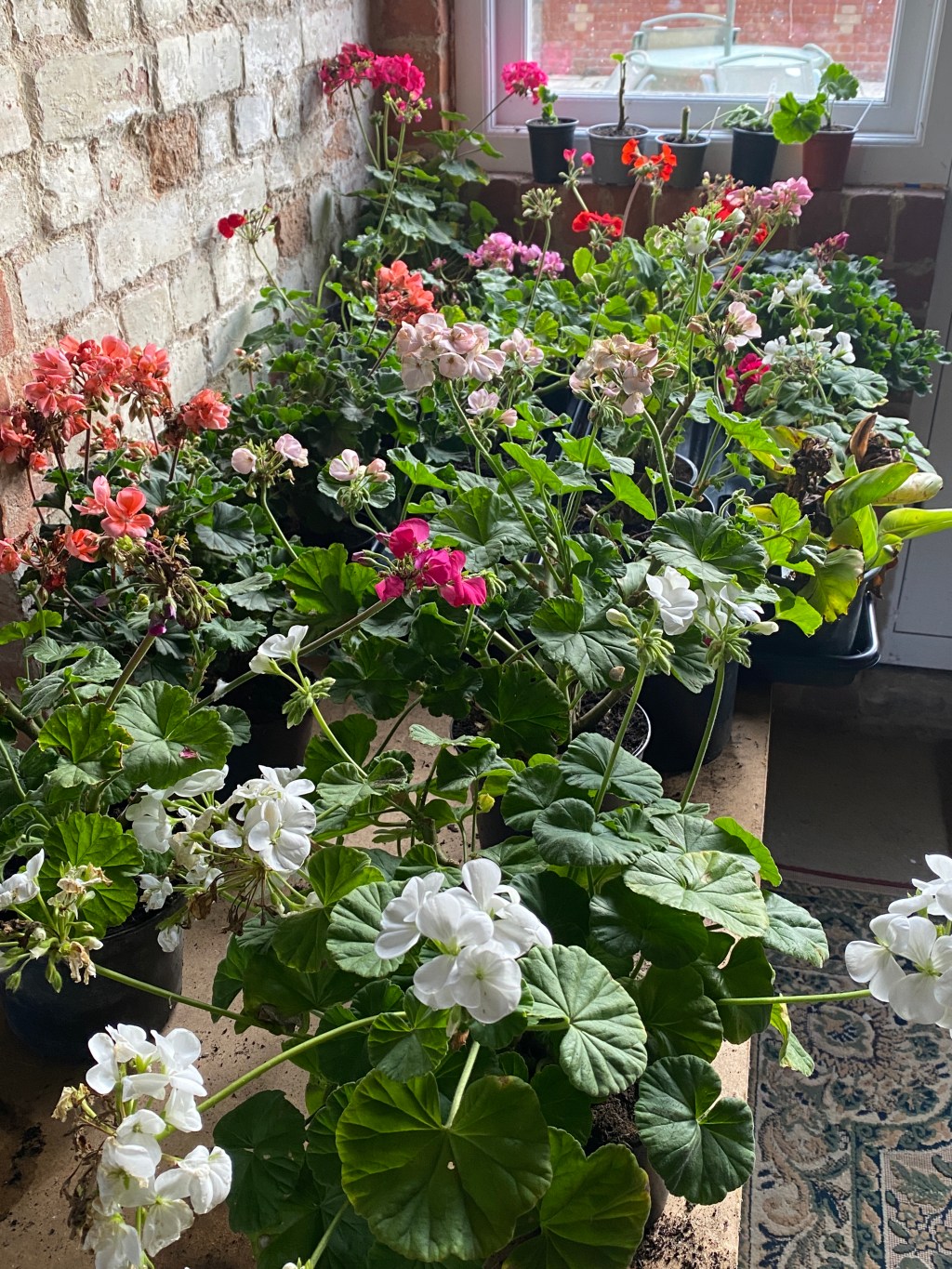 Geraniums moved indoors for the&nbsp;winter