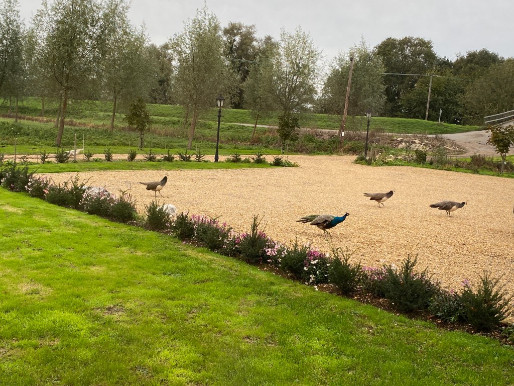 Peacocks waiting for&nbsp;lunch