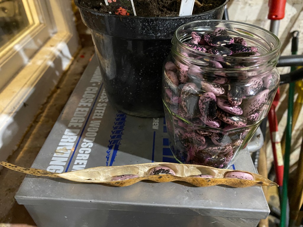 Runner bean seeds for next&nbsp;year