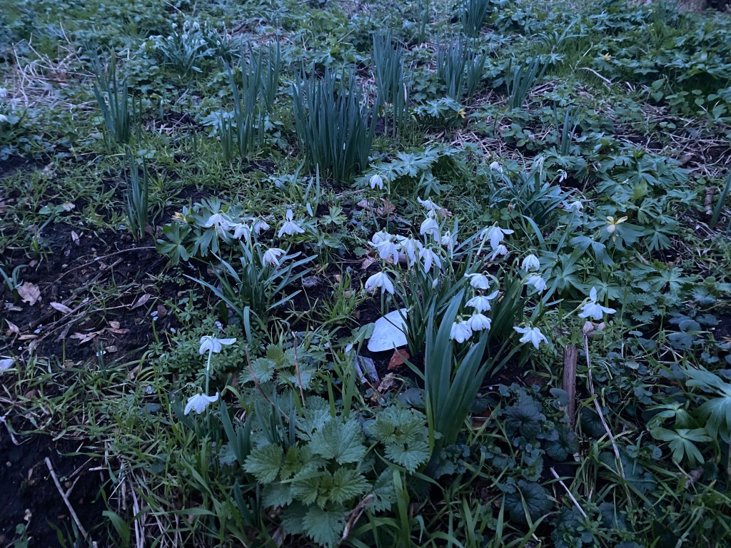 The garden over the last&nbsp;week
