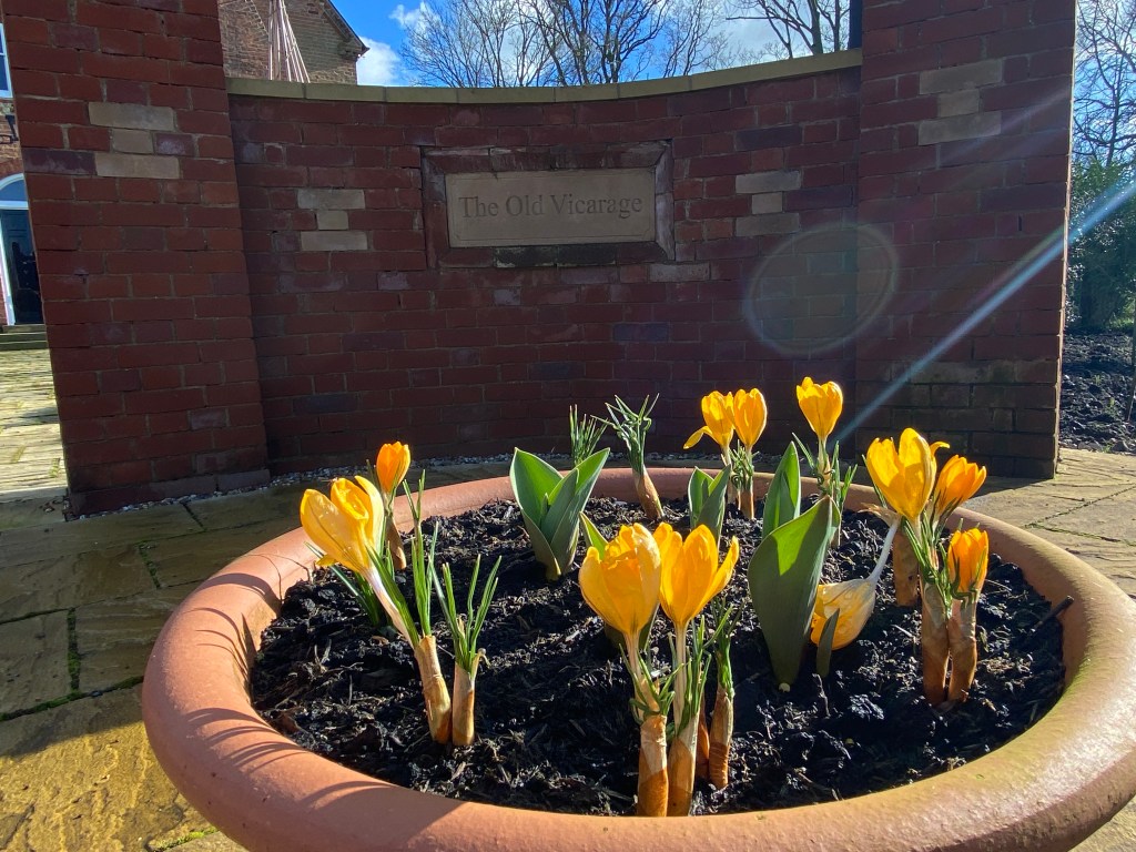 Crocuses showing through