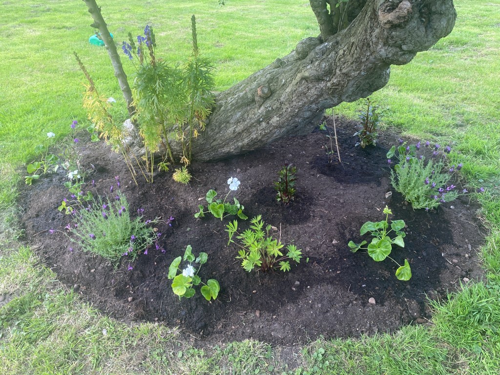 Flowers to grow through the old apple&nbsp;tree