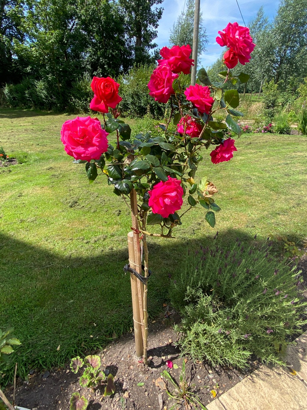 Supporting Top-Heavy Standard Roses: Preventing&nbsp;Damage