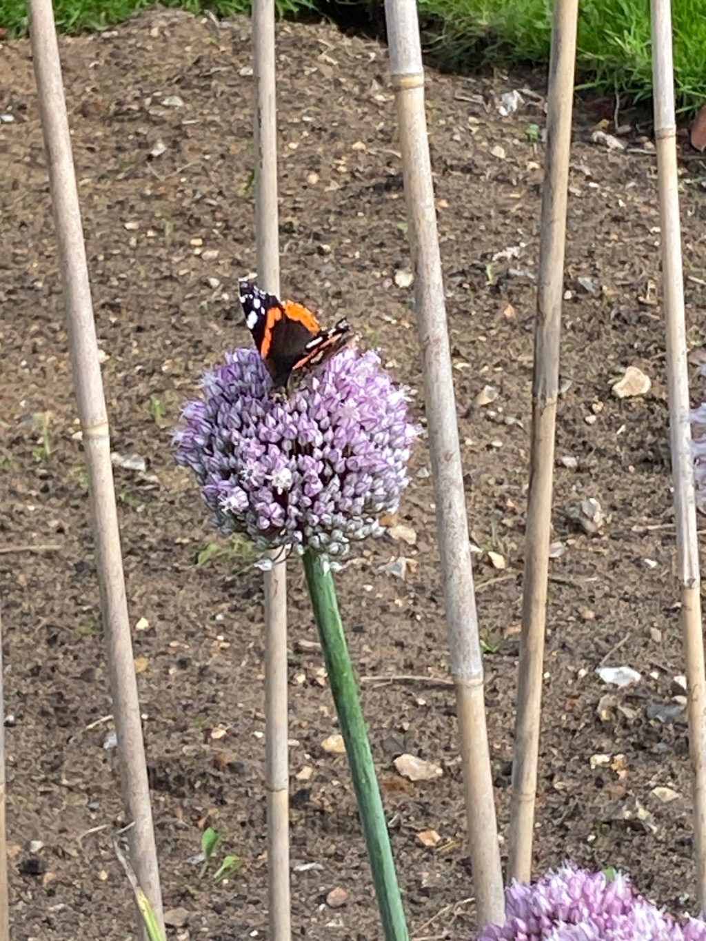 The Beauty of Bolted Leeks: A Nature Display Worth&nbsp;Admiring