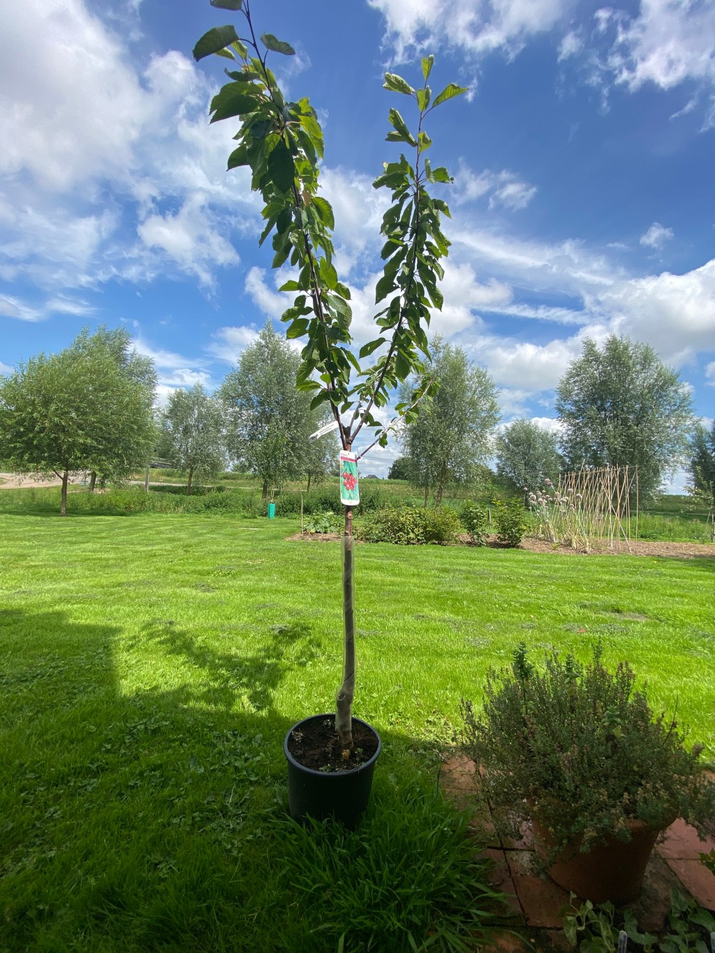 Planting a Cherry tree in the kitchen&nbsp;garden
