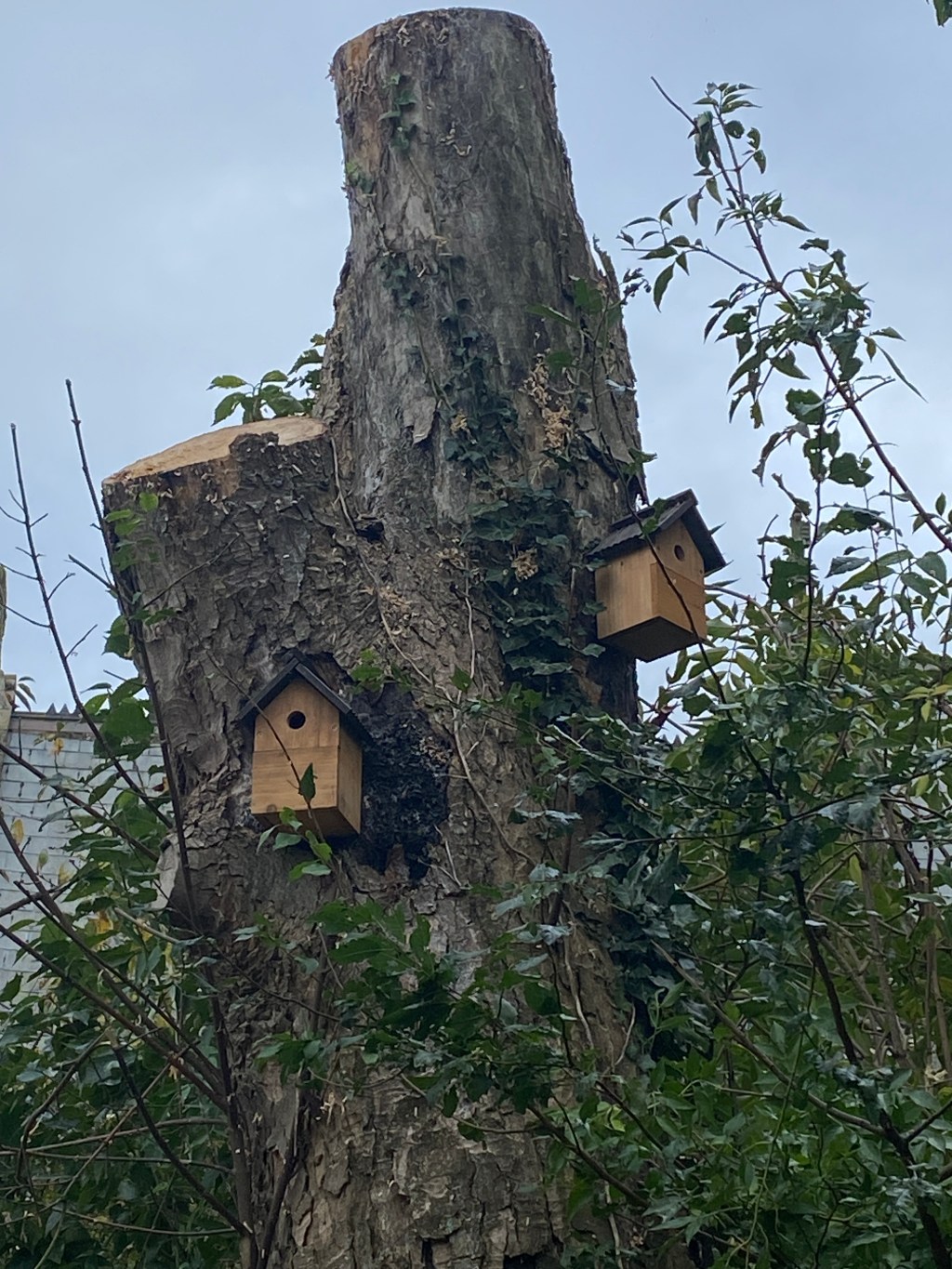 New bird boxes on the old&nbsp;sycamore
