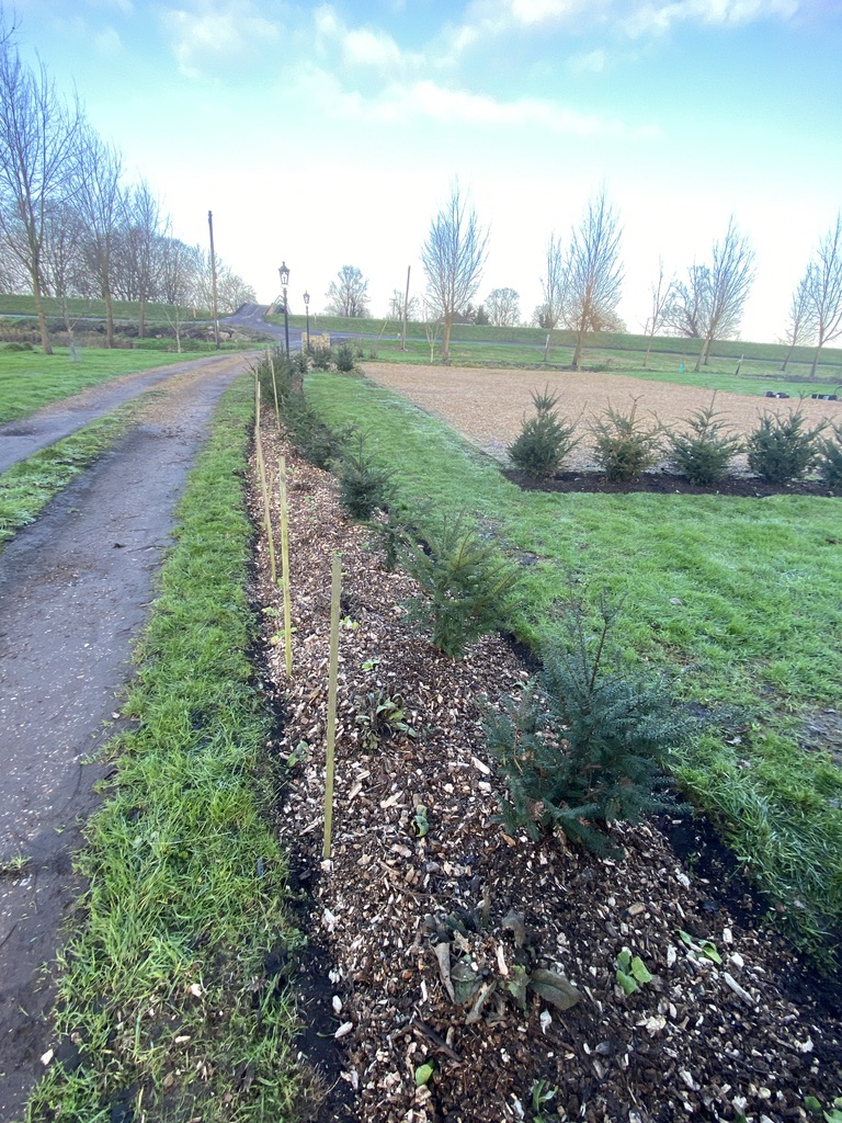 Planting foxgloves and&nbsp;mulching