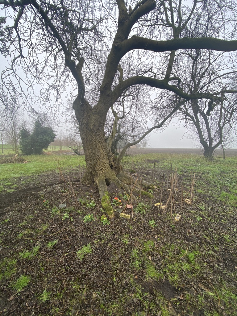 Winter Aconites and Primroses around the old Mountain&nbsp;Ash