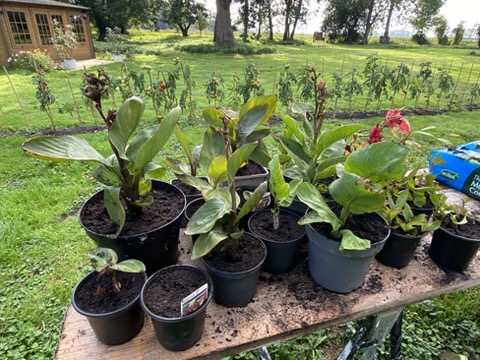 Autumn Job – Dividing Canna Lilies to make new&nbsp;plants