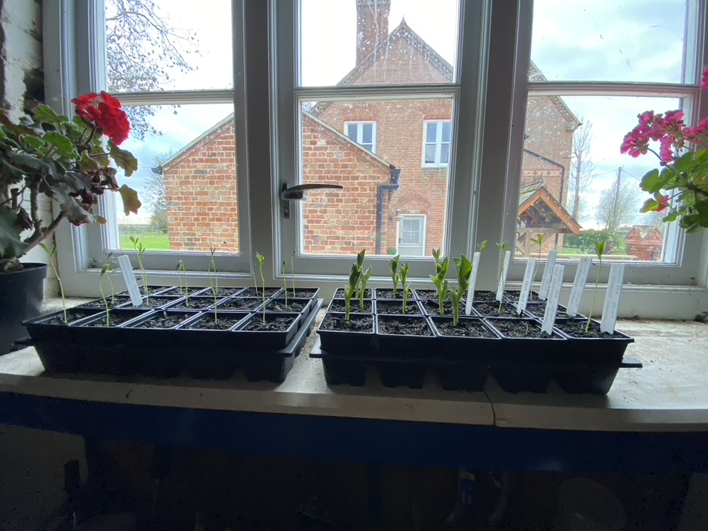 Autumn sowing – broad beans and sweet&nbsp;pea