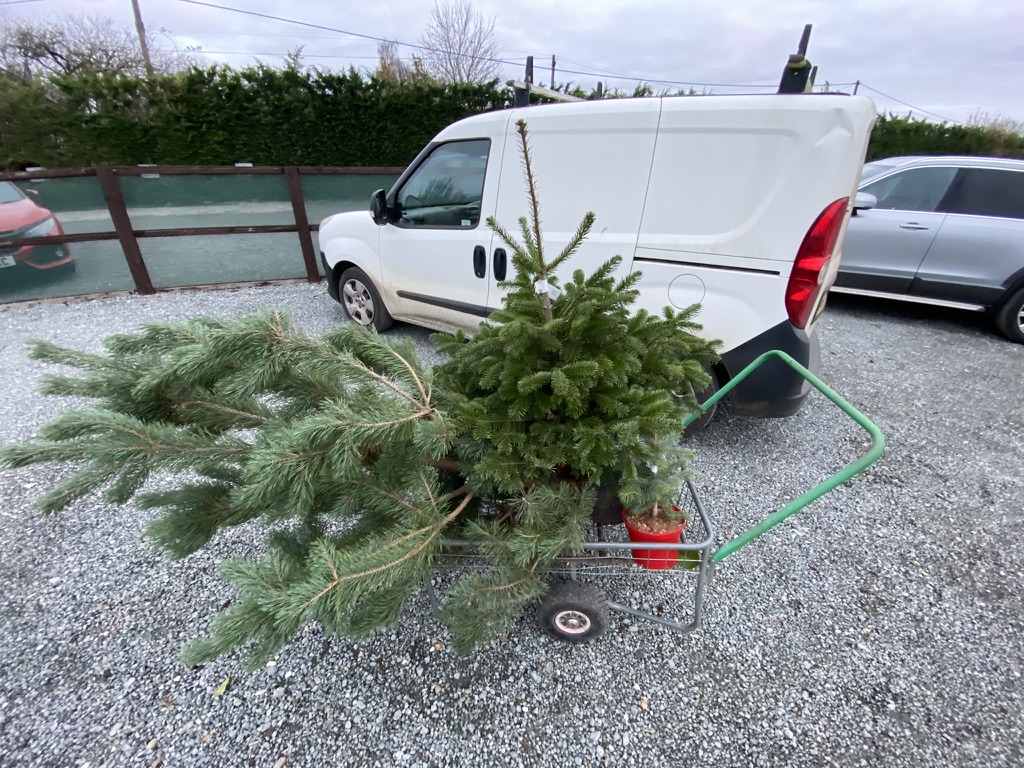 Planting fir trees – getting Christmas&nbsp;ready