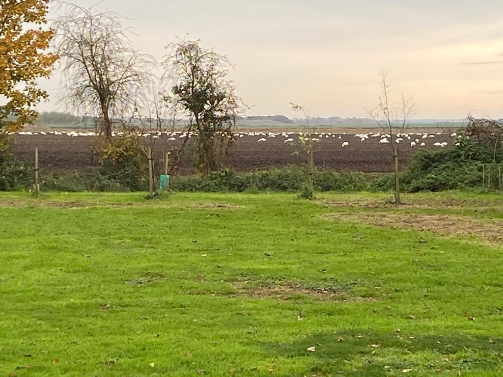 Migrating Swans at the end of the&nbsp;garden