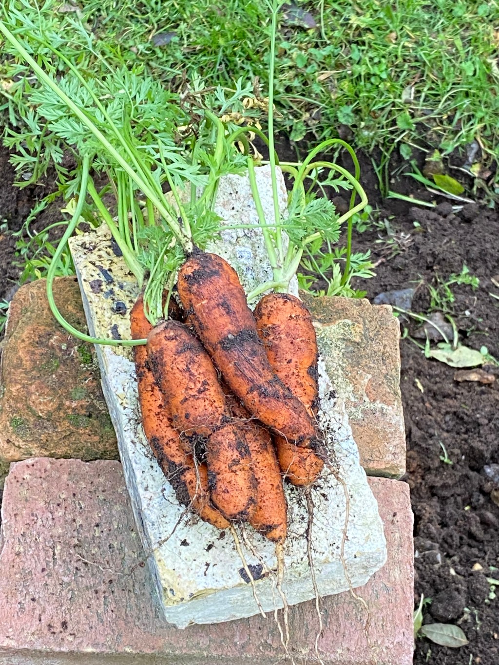 Mid November vegtables