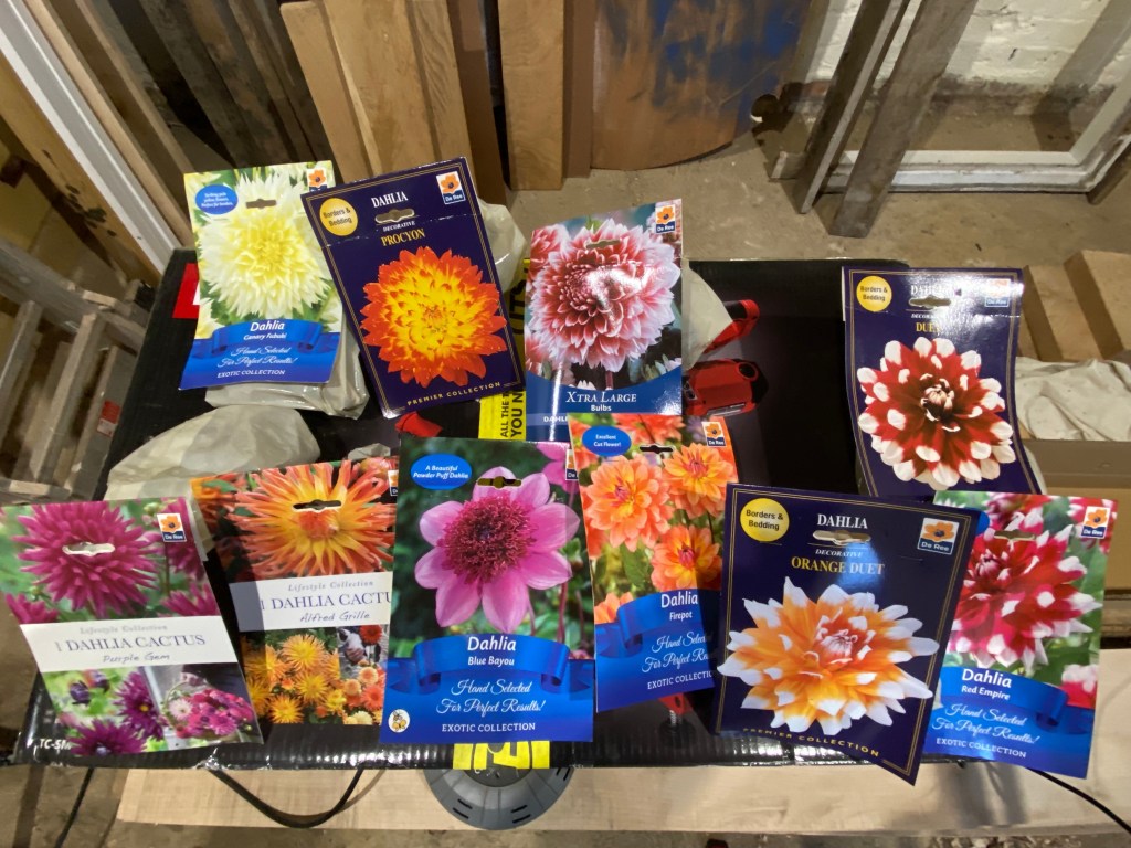 Buying the best Dahlias&nbsp;early