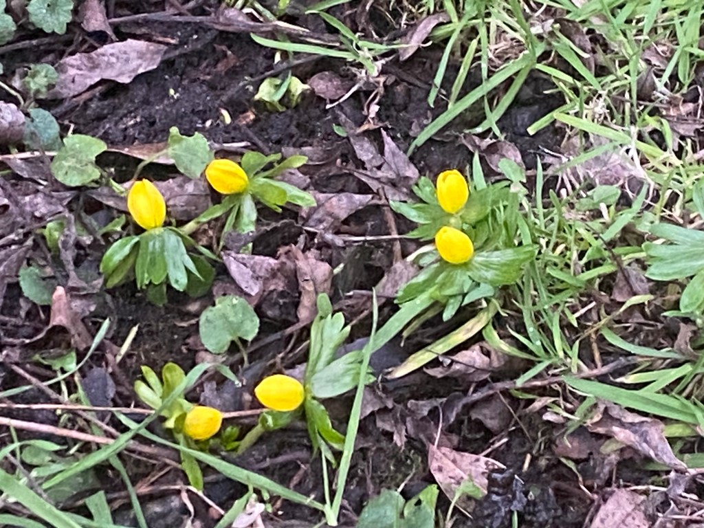 Winter Aconites Flowering – the start of the&nbsp;year