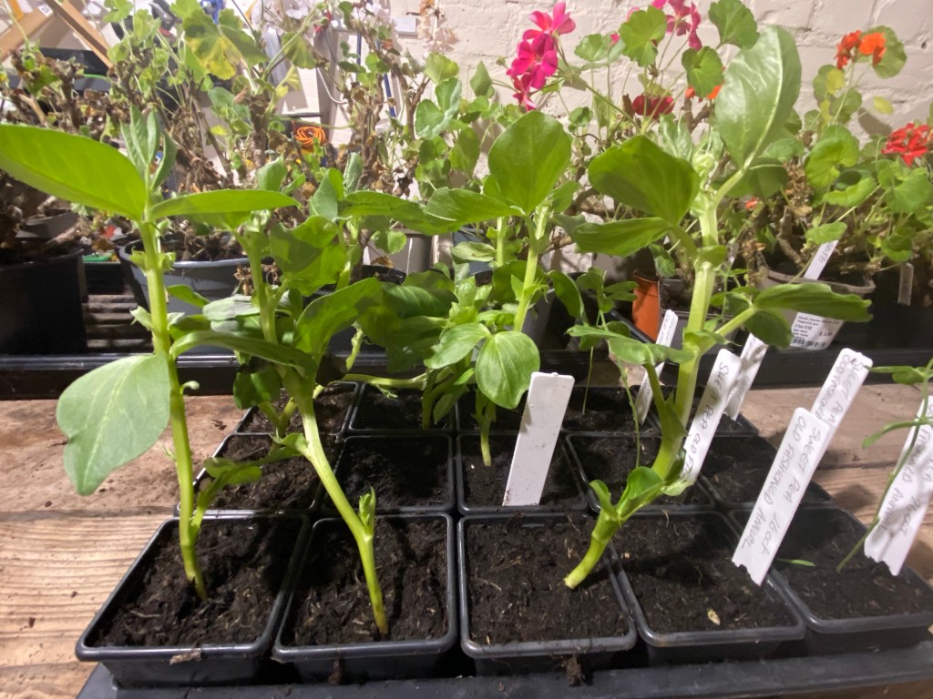 Potting on the Winter sowing of Broad&nbsp;Beans