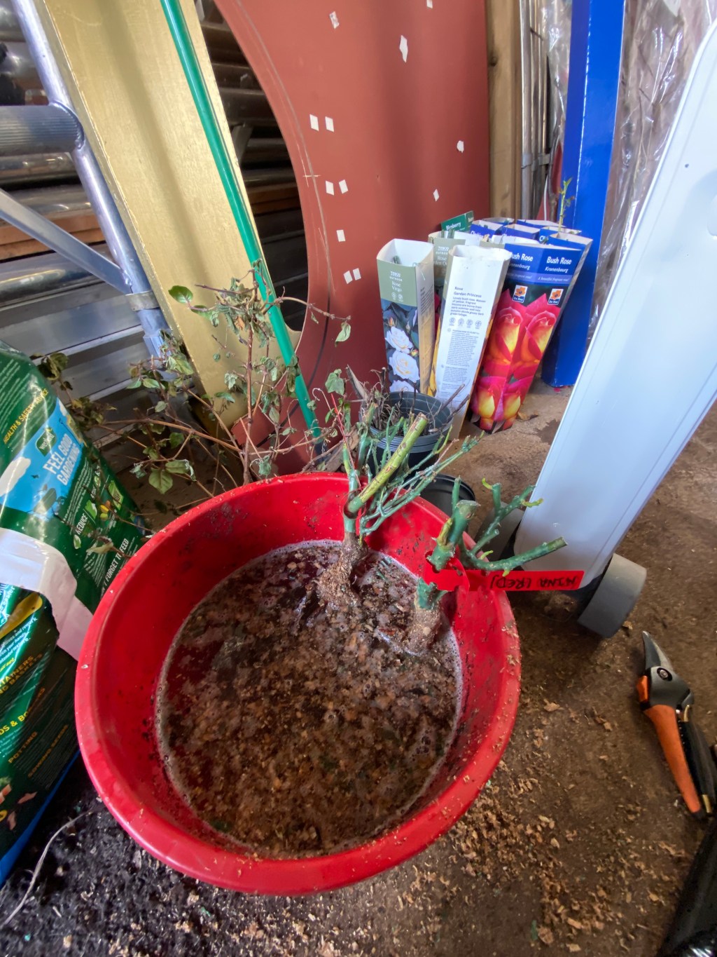 Planting Supermarket Roses and Fruit&nbsp;Trees