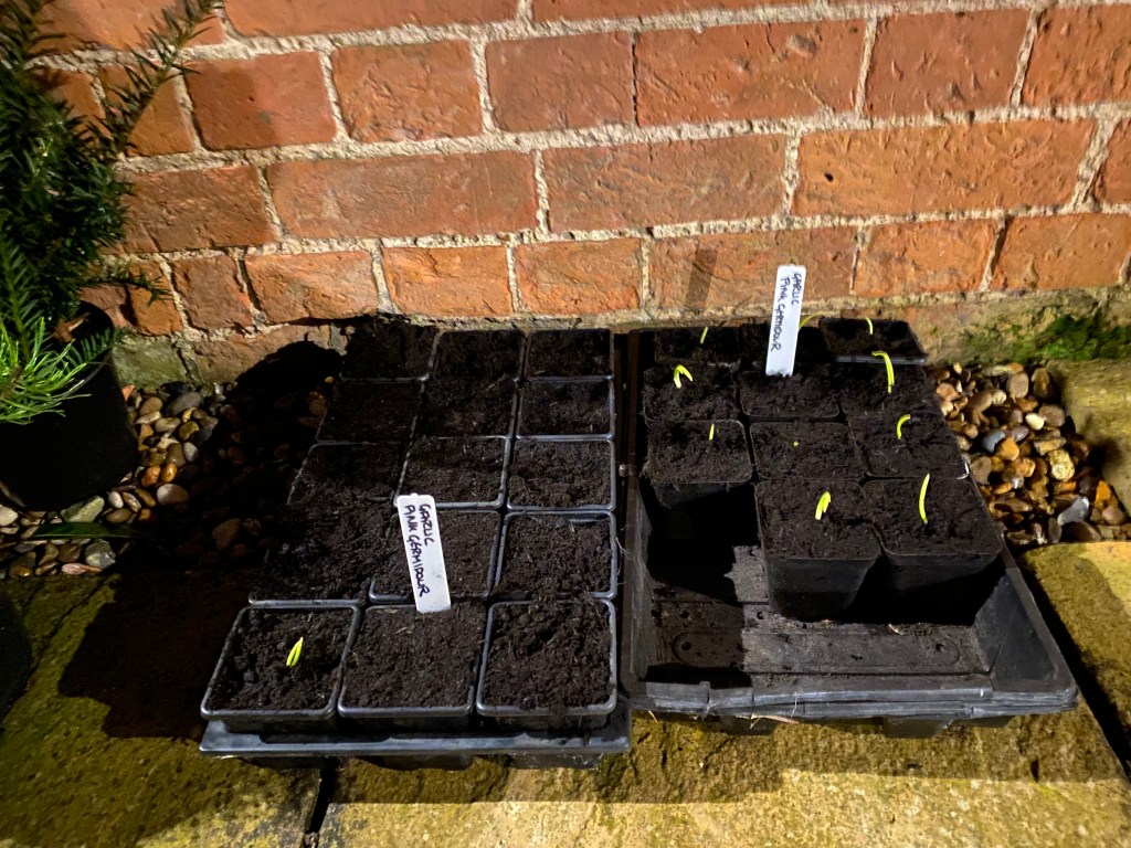 Chitting Potatoes, planting Garlic and&nbsp;Asparagus