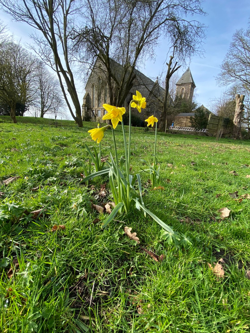 Crocuses and daffodils